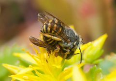 Anthidium oblongatum-pjt1 by Pjt56 --- If you use the picture outside Wikipedia I would appreciate a short e-mail to pjt56@gmx.net or a message on my discussion page. Used under a CC BY-SA 4.0 license.