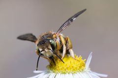 Anthidium oblongatum - Oblong Woolcarder Bee 01 by Jasper Shide. Used under a CC0 license.