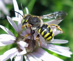 Anthidium oblongatum male by Jacy Lucier. Used under a CC BY-SA 4.0 license.