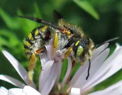 Anthidium oblongatum male 1 by Jacy Lucier. Used under a CC BY-SA 4.0 license.