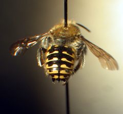 Anthidium palliventre f by Susan E. Nyoka. Used under a Public domain license.