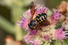 Dianthidium curvatum curvatum imported from iNaturalist photo 300993197 on 10 August 2024 by no rights reserved. Used under a CC0 license.