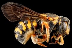 Dianthidium curvatum f by USGS Native Bee Inventory and Monitoring Laboratory. Used under a Public domain license.