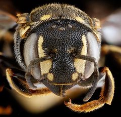 Dianthidium simile by USGS Native Bee Inventory and Monitoring Laboratory. Used under a Public domain license.