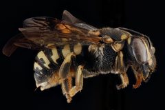 Dianthidium simile f by USGS Native Bee Inventory and Monitoring Laboratory. Used under a Public domain license.