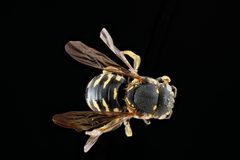 Dianthidium simile f1 by USGS Native Bee Inventory and Monitoring Laboratory. Used under a Public domain license.