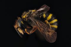 Paranthidium jugatorium by USGS Native Bee Inventory and Monitoring Laboratory. Used under a Public domain license.
