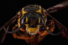 Paranthidium jugatorium front by USGS Native Bee Inventory and Monitoring Laboratory. Used under a Public domain license.