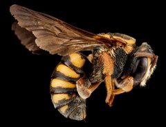 Stelis australis F by USGS Native Bee Inventory and Monitoring Laboratory. Used under a Public domain license.