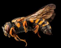 Stelis louisae f by USGS Native Bee Inventory and Monitoring Laboratory. Used under a Public domain license.