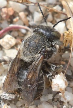 Trachusa perdita 79242019 by Pinnacles National Park. Used under a CC BY 4.0 license.