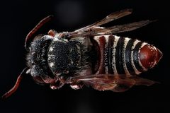 Coelioxys coturnix by USGS Native Bee Inventory and Monitoring Laboratory. Used under a Public domain license.