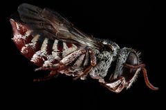 Coelioxys coturnix f by USGS Native Bee Inventory and Monitoring Laboratory. Used under a Public domain license.