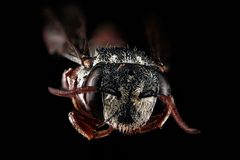 Coelioxys coturnix f1 by USGS Native Bee Inventory and Monitoring Laboratory. Used under a Public domain license.