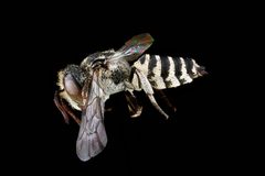 Coelioxys coturnix m by USGS Native Bee Inventory and Monitoring Laboratory. Used under a Public domain license.
