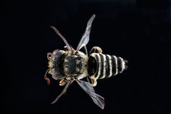 Coelioxys coturnix m2 by USGS Native Bee Inventory and Monitoring Laboratory. Used under a Public domain license.