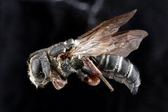 Coelioxys hunteri m by USGS Native Bee Inventory and Monitoring Laboratory. Used under a Public domain license.
