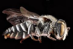 Coelioxys porterae m by USGS Native Bee Inventory and Monitoring Laboratory. Used under a Public domain license.