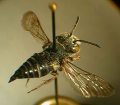 Coelioxys rufitarsis f by Susan E. Nyoka. Used under a Public domain license.