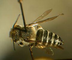 Coelioxys rufitarsis m by Susan E. Nyoka. Used under a Public domain license.