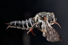 Coelioxys sayi by USGS Native Bee Inventory and Monitoring Laboratory. Used under a Public domain license.