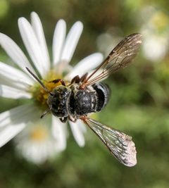 Coelioxys sayi 162510806 by James Kindt. Used under a CC BY 4.0 license.