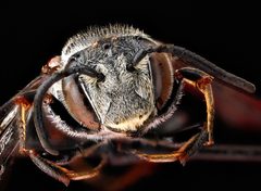 Coelioxys sayi face by USGS Native Bee Inventory and Monitoring Laboratory. Used under a Public domain license.