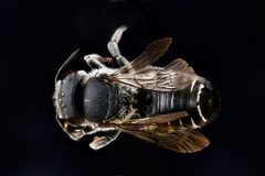 Megachile apicalis by USGS Native Bee Inventory and Monitoring Laboratory. Used under a Public domain license.