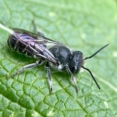 Megachile campanulae 289359087 by Michelle Orcutt. Used under a CC BY 4.0 license.