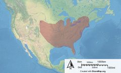 Megachile campanulae distribution by Created by Gaff using sharemap.org. Used under a CC BY-SA 3.0 license.
