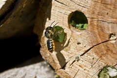 BlattschneiderBiene Megachile centuncularis by Bernhard Plank (SiLencer). Used under a CC BY-SA 2.5 license.