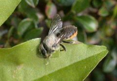 Megachile centuncularis by wikipedia. Used under a CC BY-SA 3.0 license.