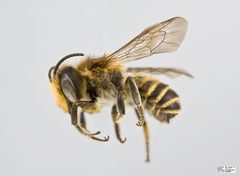 Megachile centuncularis Male by The Packer Lab. Used under a Attribution license.
