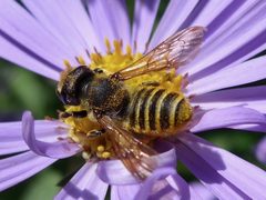 Megachile fidelis by iNaturalist user: rojasburke. Used under a CC BY 4.0 license.