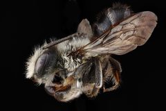 Megachile gemula by USGS Native Bee Inventory and Monitoring Laboratory. Used under a Public domain license.