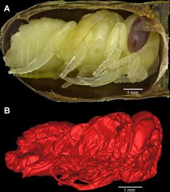 Leafcutter bee pupae by Anna R. Holden, Jonathan B. Koch, Terry Griswold, Diane M. Erwin, Justin Hall. Used under a CC BY 2.5 license.