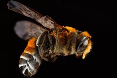 Megachile lanata by USGS Native Bee Inventory and Monitoring Laboratory. Used under a Public domain license.