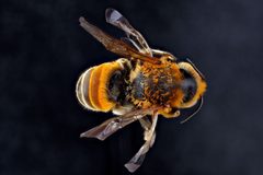 Megachile lanata1 by USGS Native Bee Inventory and Monitoring Laboratory. Used under a Public domain license.