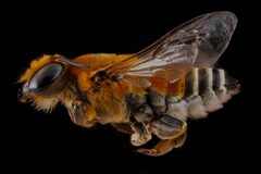 Megachile lanata female by USGS Native Bee Inventory and Monitoring Laboratory. Used under a Public domain license.
