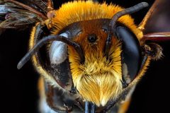 Megachile lanata head by USGS Native Bee Inventory and Monitoring Laboratory. Used under a Public domain license.