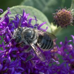 Megachile petulans P1260728a by 
xpda. Used under a CC BY-SA 4.0 license.