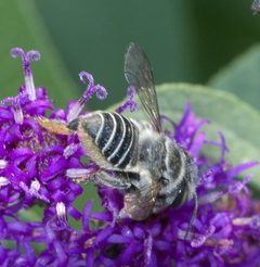 Megachile petulans P1260730a by
xpda. Used under a CC BY-SA 4.0 license.