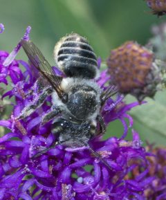 Megachile petulans P1260731a by 
xpda. Used under a CC BY-SA 4.0 license.