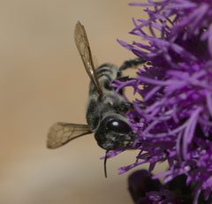 Megachile policaris P1190158a by 
xpda. Used under a CC BY-SA 4.0 license.