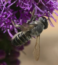 Megachile policaris P1190160b by 
xpda. Used under a CC BY-SA 4.0 license.