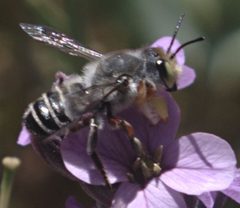 Megachile policaris male by JerryFriedman. Used under a CC BY-SA 3.0 license.