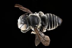 Megachile pseudobrevis f by USGS Native Bee Inventory and Monitoring Laboratory. Used under a Public domain license.