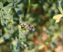Megachile rotundata 2 by USDA ARS. Used under a Public domain license.