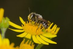 Megachile rotundata male Bytom by Adrian Tync. Used under a CC BY-SA 4.0 license.