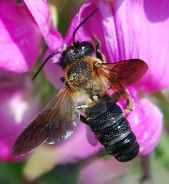 Megachile sculpturalis by John Baker. Used under a CC BY 2.0 license.